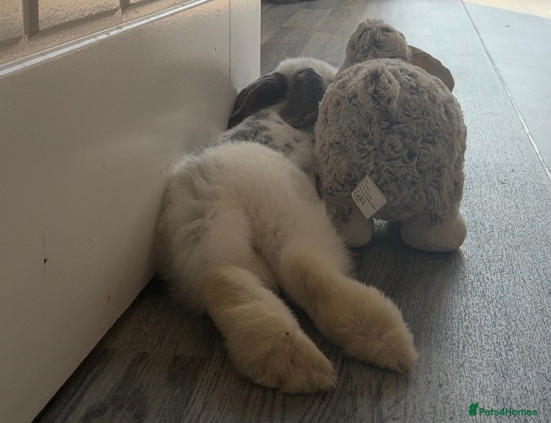 Mini Lop rabbits for sale: Mini Lop Male 12 weeks old - Image 4