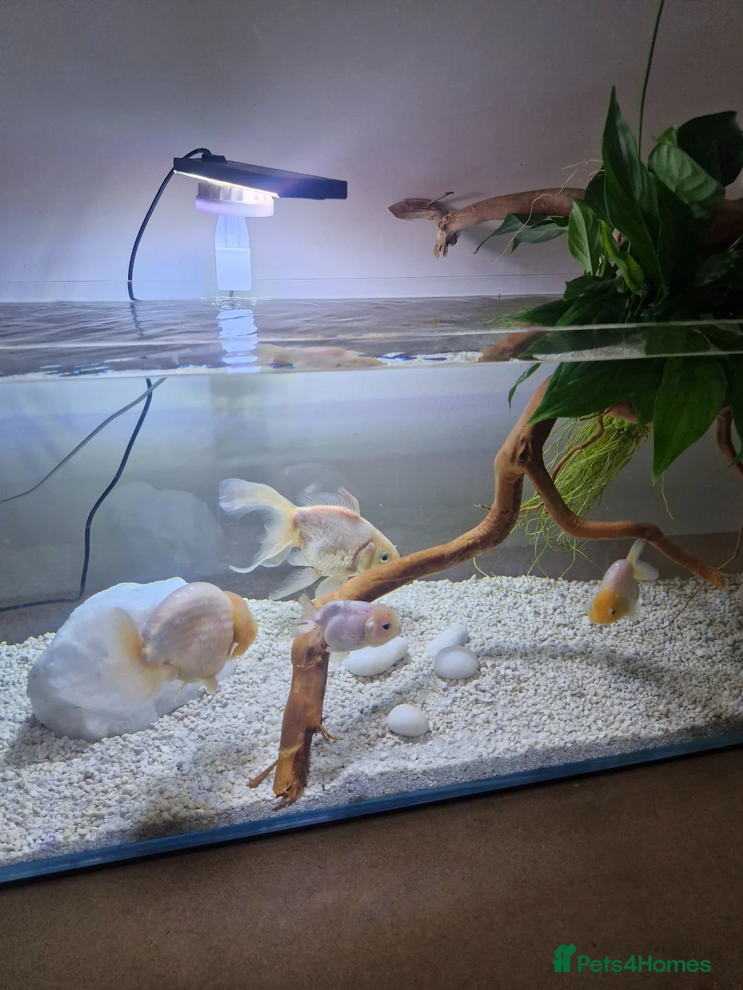Fancy Goldfish fish for sale: Fancy Goldfish in Plymouth - Advert 2