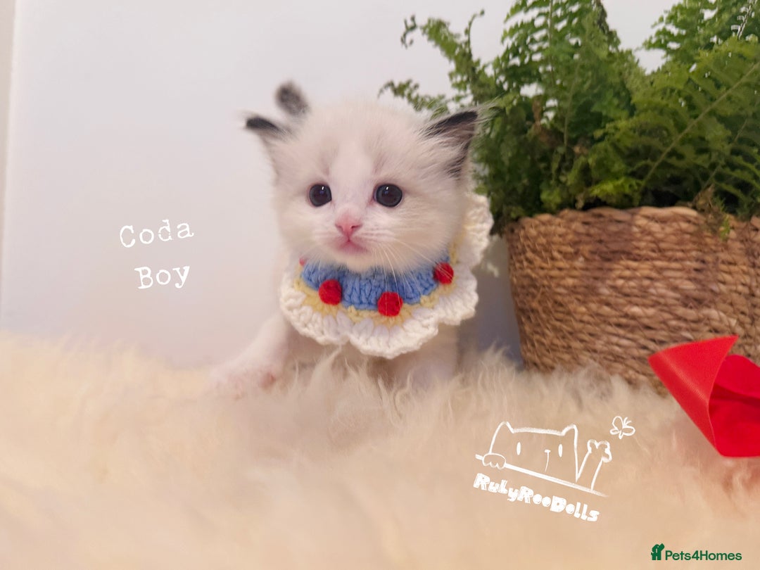 Ragdoll cats for sale: 🌟DNA Test🏆GCCF/TICA Championship Ragdoll Kitten - Advert 12