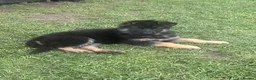 German Shepherd dogs for sale: 🐾Ready to leave Kc reg German shepherd puppies🐾 - Advert 7