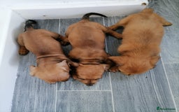 Miniature Dachshund dogs for sale: Miniature Dachshund Puppies - Image 2