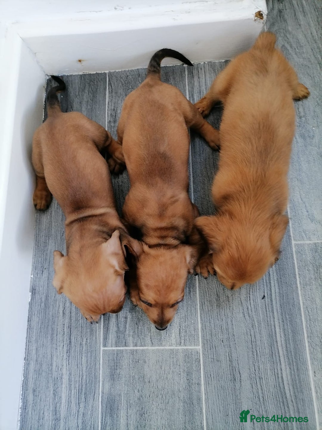 Miniature Dachshund dogs for sale: Miniature Dachshund Puppies - Image 2