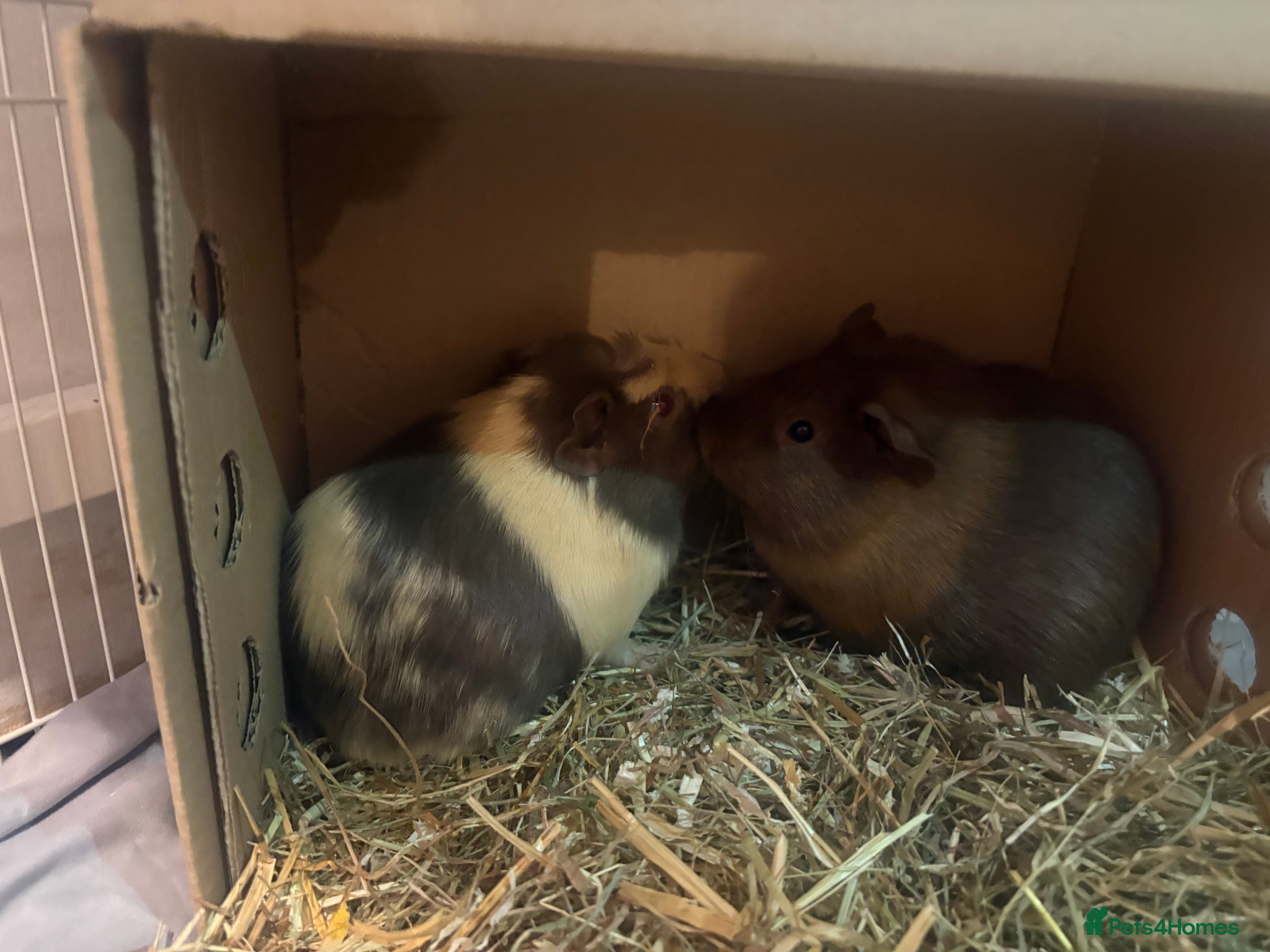 Guinea Pig rodents Two female guinea pigs  in Alton - Advert 9