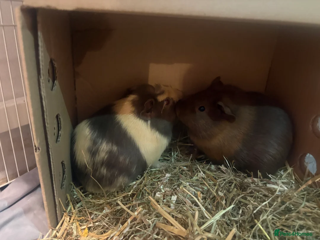 Guinea Pig rodents for sale: Two female guinea pigs  in Alton - Advert 1