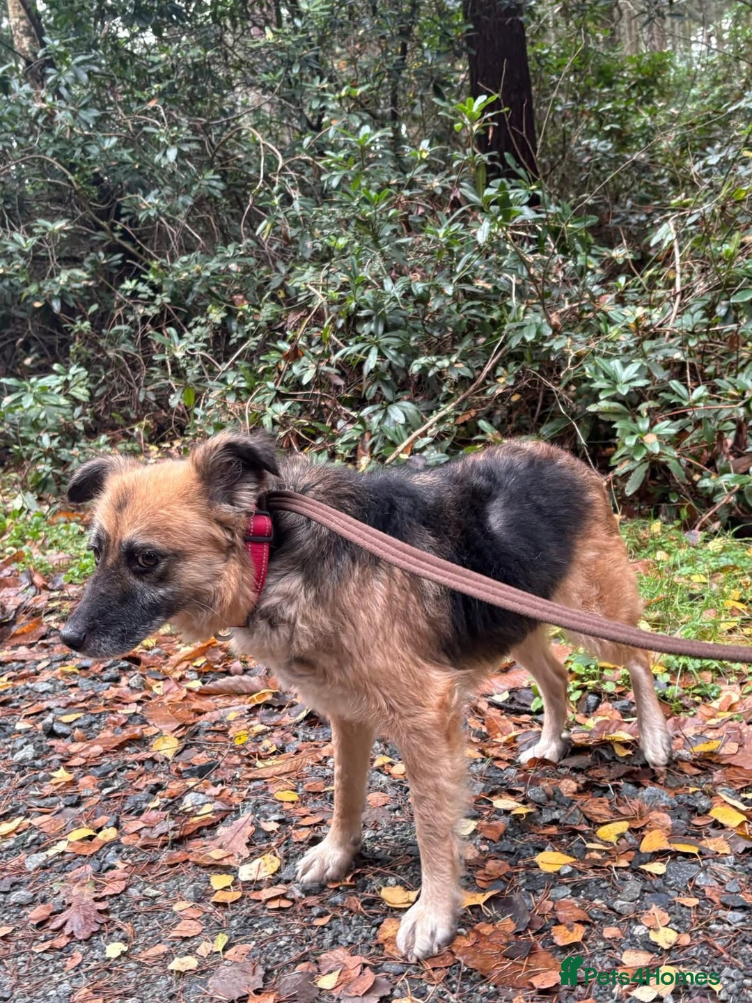 Mixed Breed dogs for adoption: Sian - Norwich Norfolk  - Advert 10