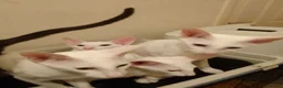 Oriental cats for sale: Adorable oriental kittens for sale - Advert 3