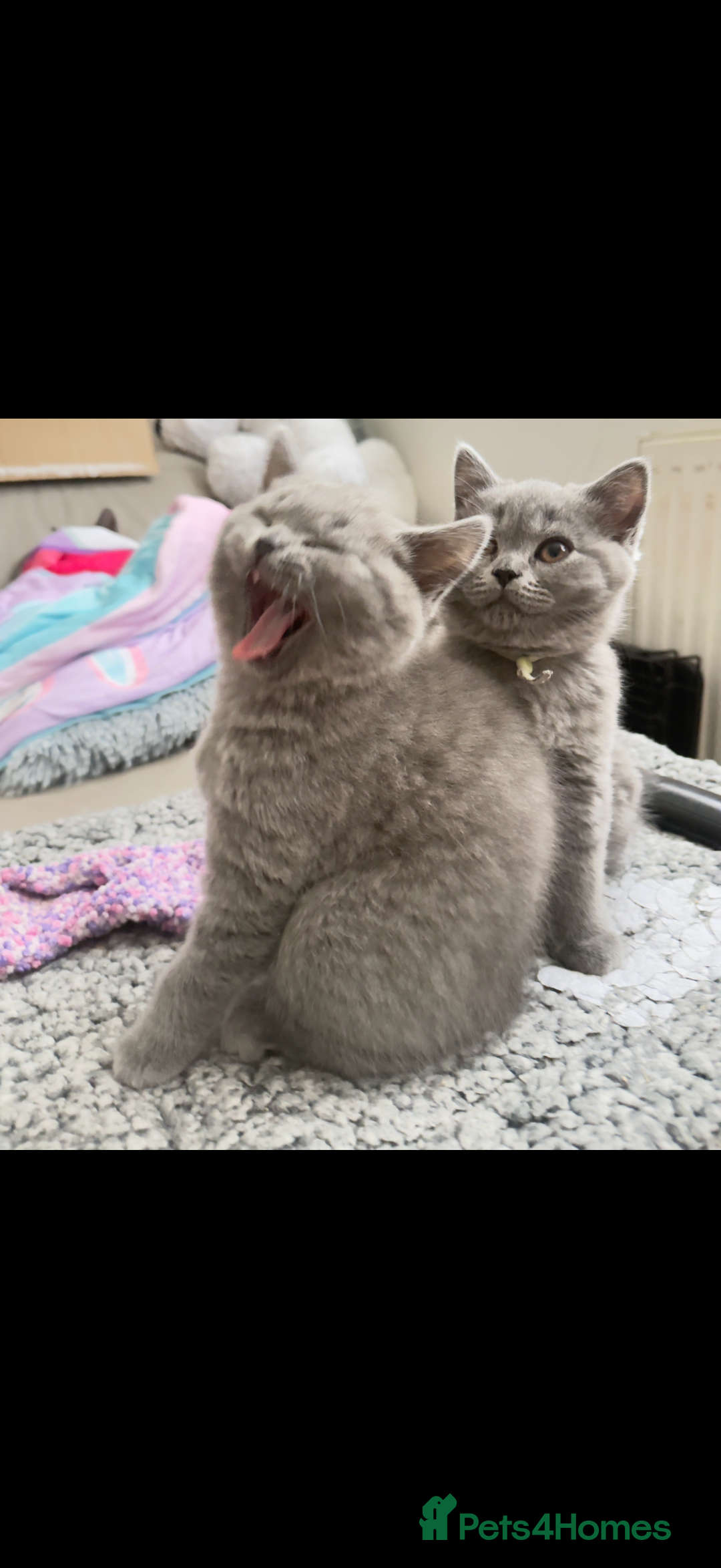British Shorthair cats for sale: British shorthair  - Advert 5