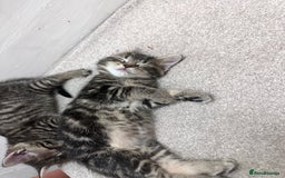 Bengal cats for sale: 4 Bengal cross kittens  - Image 7
