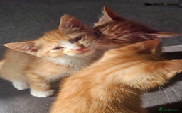 Domestic Shorthair cats for sale: Two ginger brothers  - Image 10
