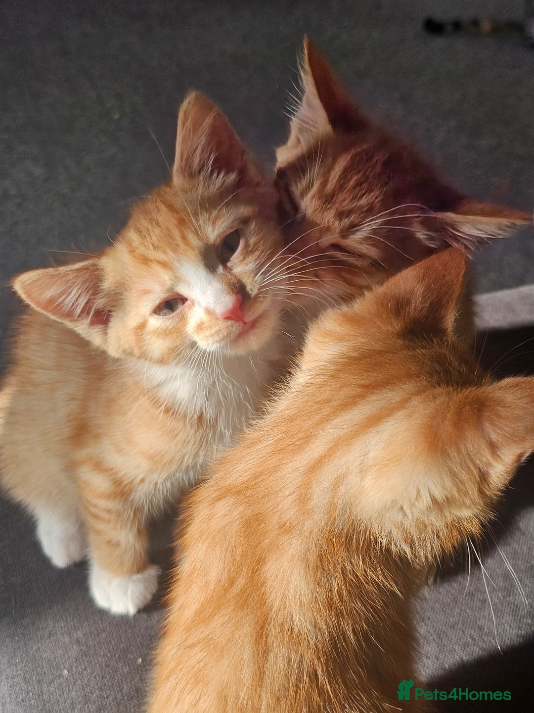 Domestic Shorthair cats for sale: Two ginger brothers  - Image 10