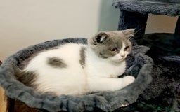 British Shorthair cats for sale: Gorgeous Blue Bicolour British Shorthair Male - Image 12