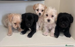 Jackapoo dogs for sale: Jackapoo puppies - Image 2