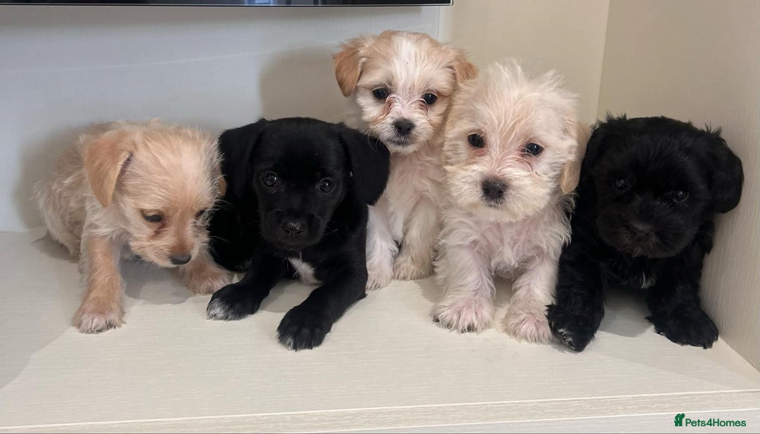 Jackapoo dogs for sale: Jackapoo puppies - Image 2