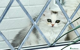 Persian cats for sale: Lovely Persian cats  - Image 38