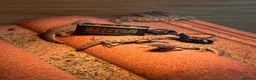 Lizard reptiles for sale: Moroccan Uromastyx babies  - Advert 3
