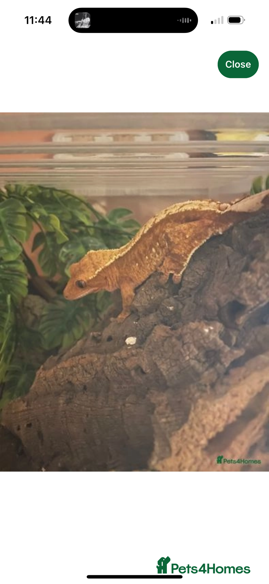 Gecko reptiles for sale: Crested geckos w/setup  - Image 2