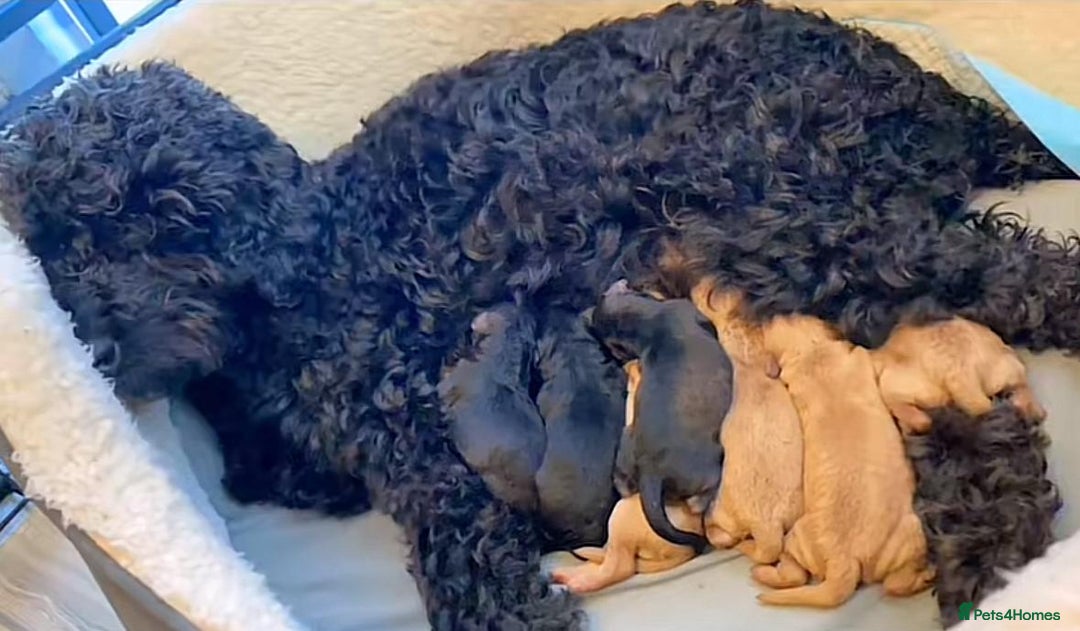 Cockapoo dogs for sale: Cockapoo puppies for sale  - Advert 6