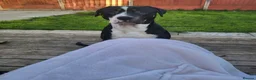 Staffordshire Bull Terrier dogs for sale: Staffy cross  - Advert 3