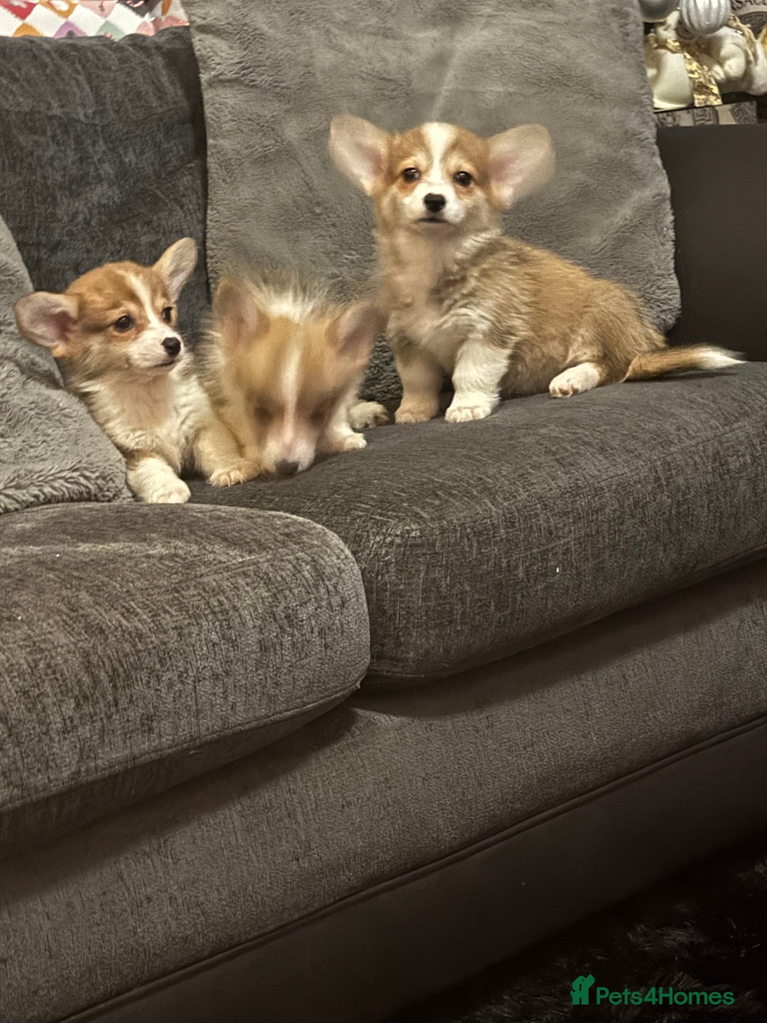 Welsh Corgi Pembroke dogs for sale: Kc reg Pembroke 1 boy left beautiful markings 💙 - Advert 24
