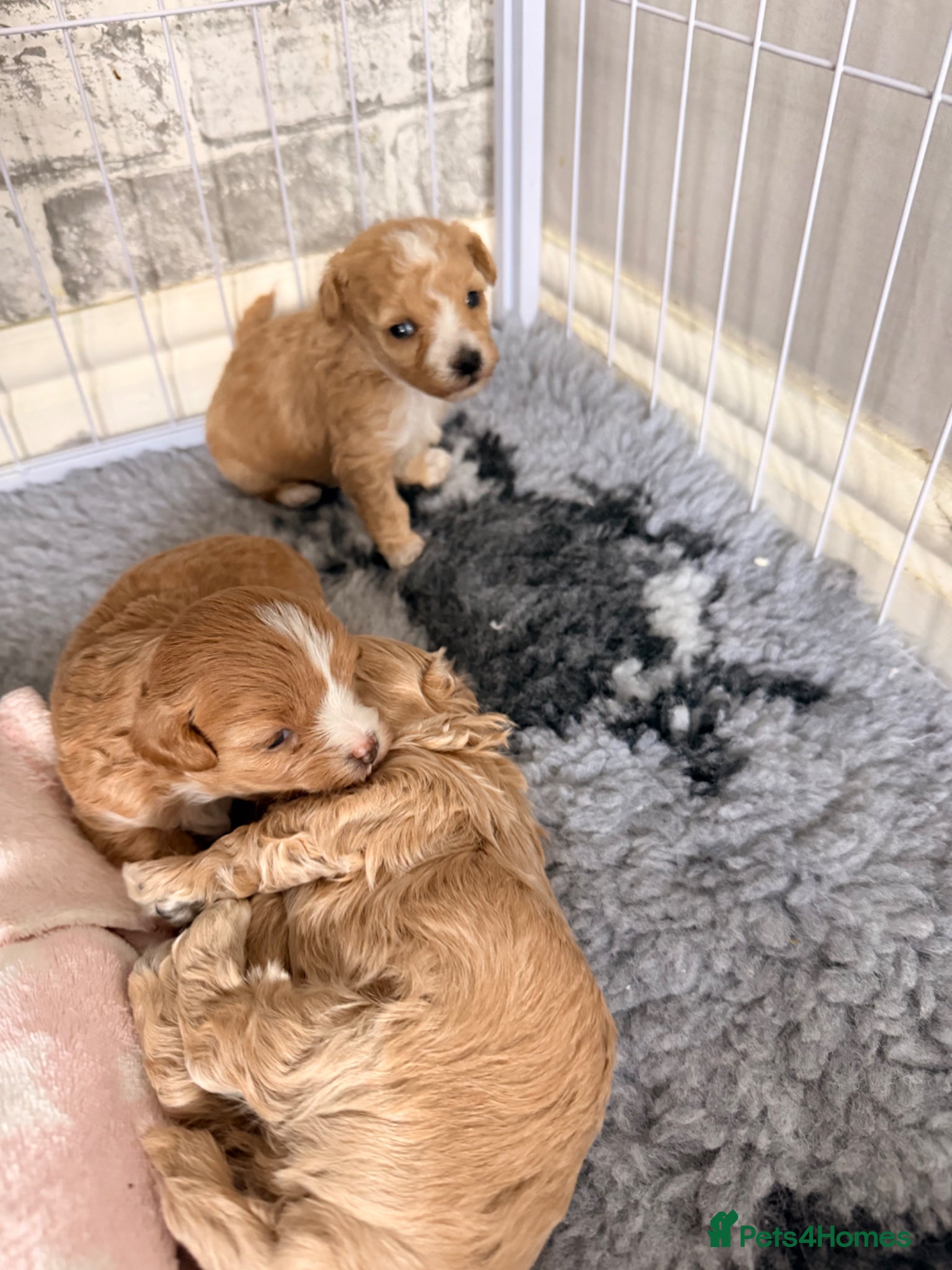 Maltipoo dogs f1 TOY maltipoos,parents dna health clear🏆blood - Advert 16