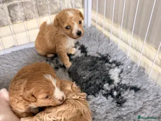 Maltipoo dogs f1 TOY maltipoos,parents dna health clear🏆blood - Advert 16