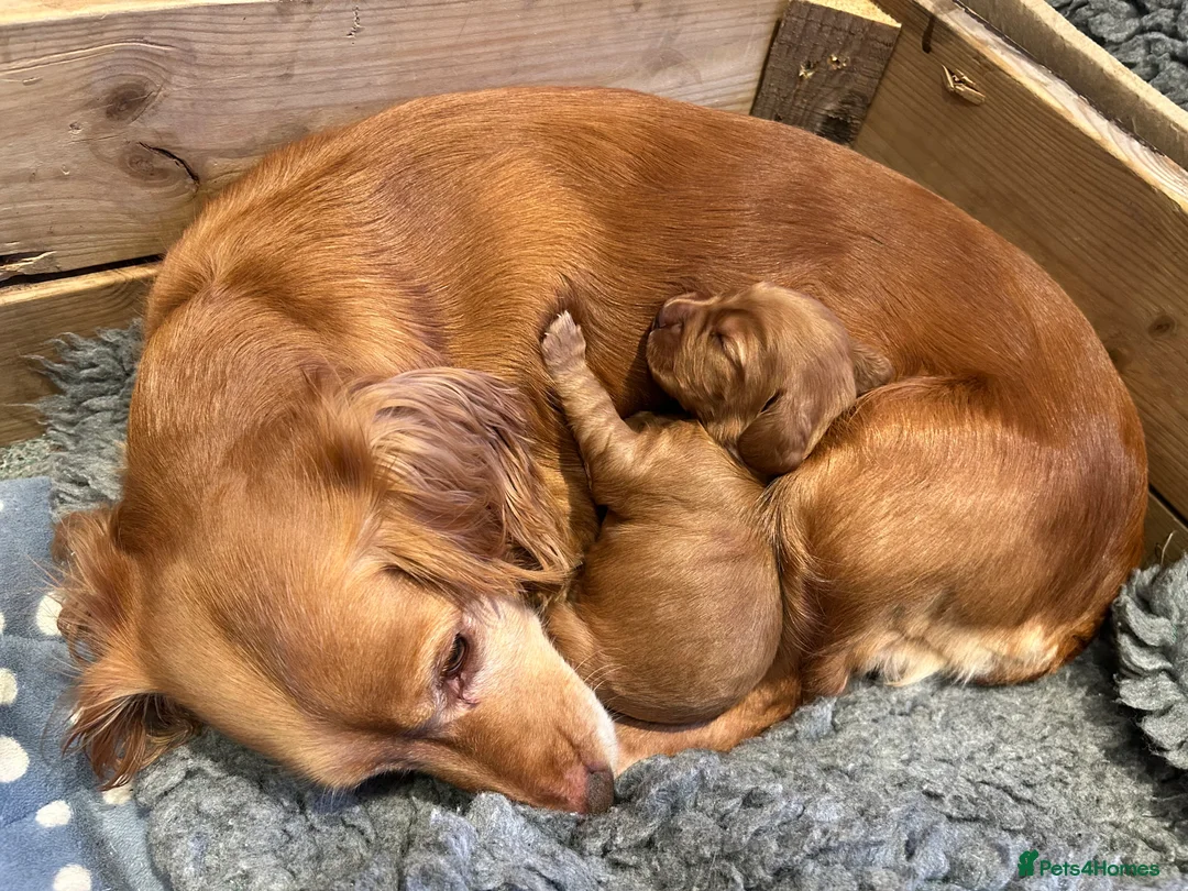 Cocker Spaniel dogs for sale: Stunning Red Kc Working Cocker Spaniels   - Advert 7