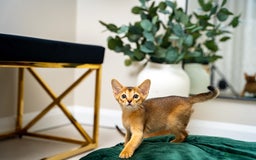 Abyssinian cats for sale: Elegant Abyssinian Kittens Champion Lines 🏆 🥇  - Image 19