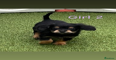 Cocker Spaniel dogs - Advert 12