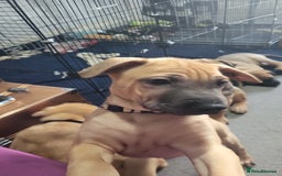 Mixed Breed dogs for sale: Belgian Malinois X Shar-pei puppies  - Advert 21