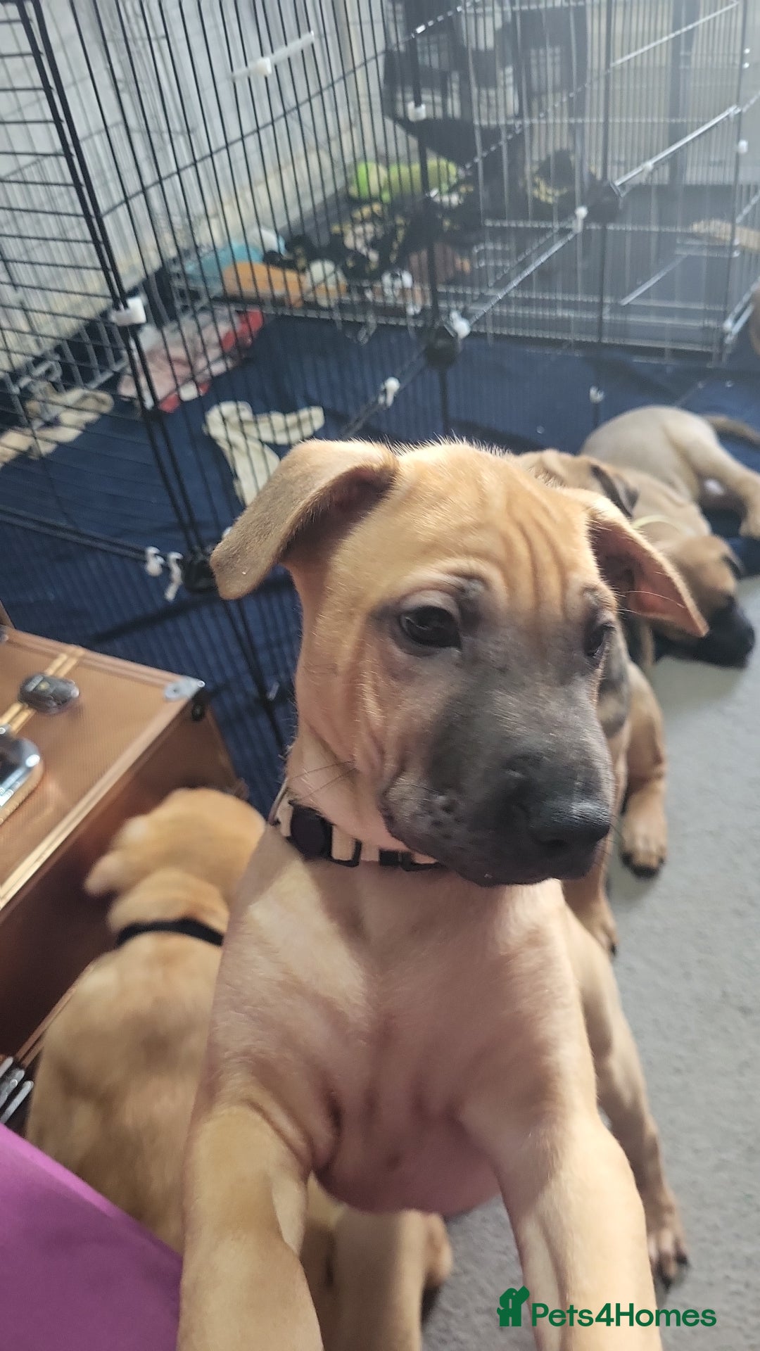 Mixed Breed dogs for sale: Belgian Malinois X Shar-pei puppies  - Advert 21