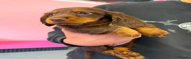 Miniature Dachshund 4