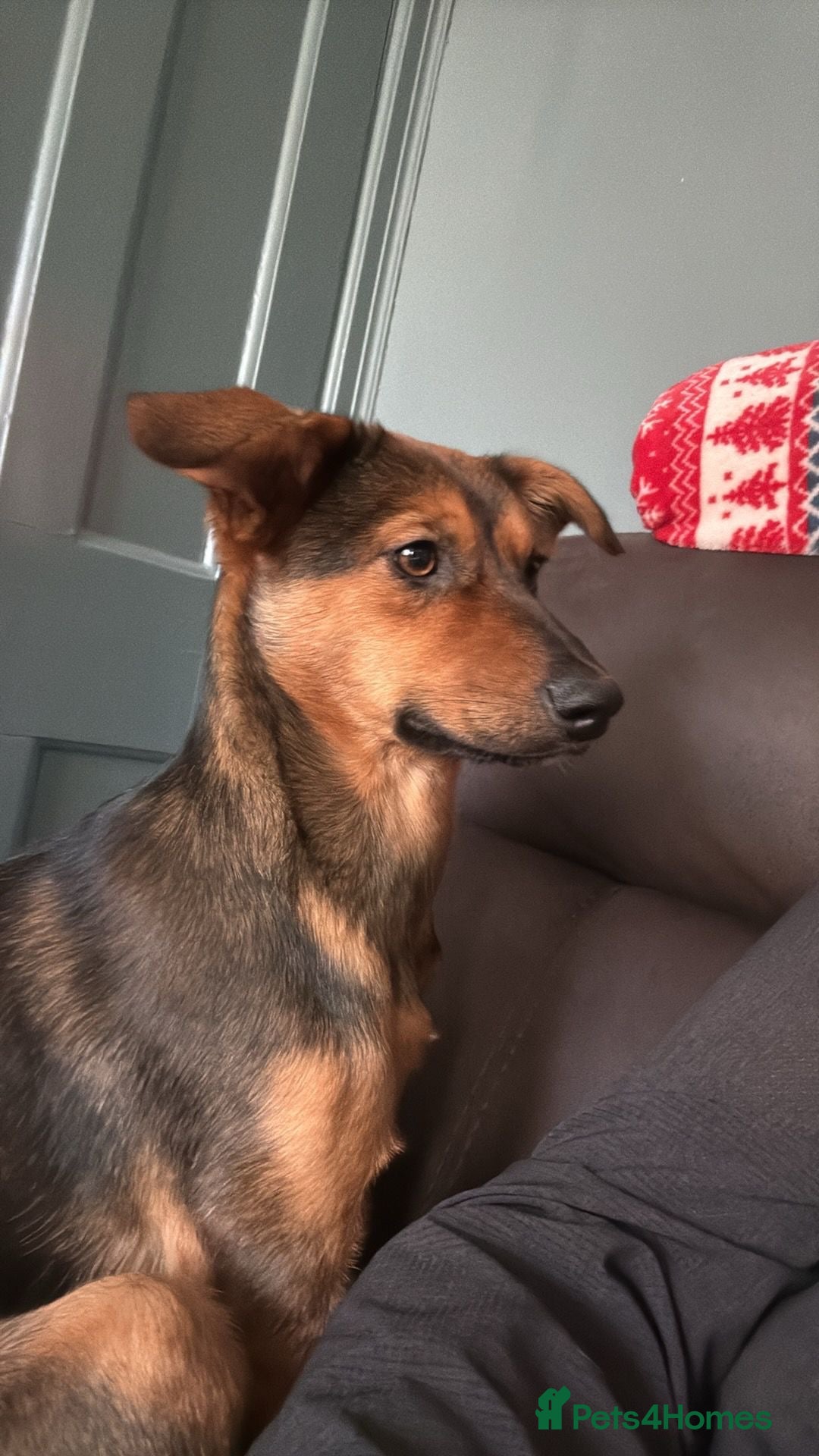 Mixed Breed dogs for adoption: Megan  - Advert 2