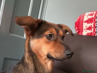 Mixed Breed dogs Megan - Advert 3