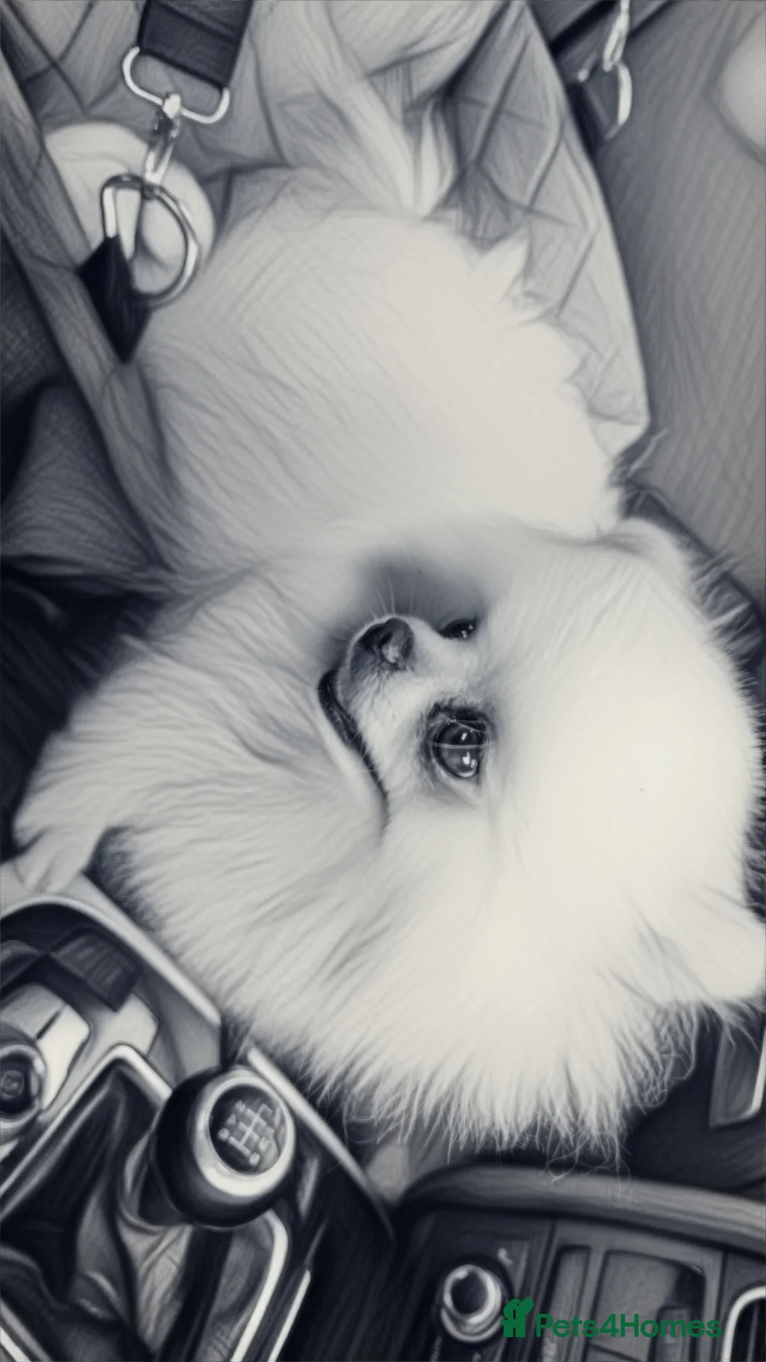 Pomeranian dogs for sale: Gorgeous KC White Pomeranians - Advert 16