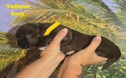Sprocker dogs for sale: Beautiful Sproker pups for sale   - Image 16