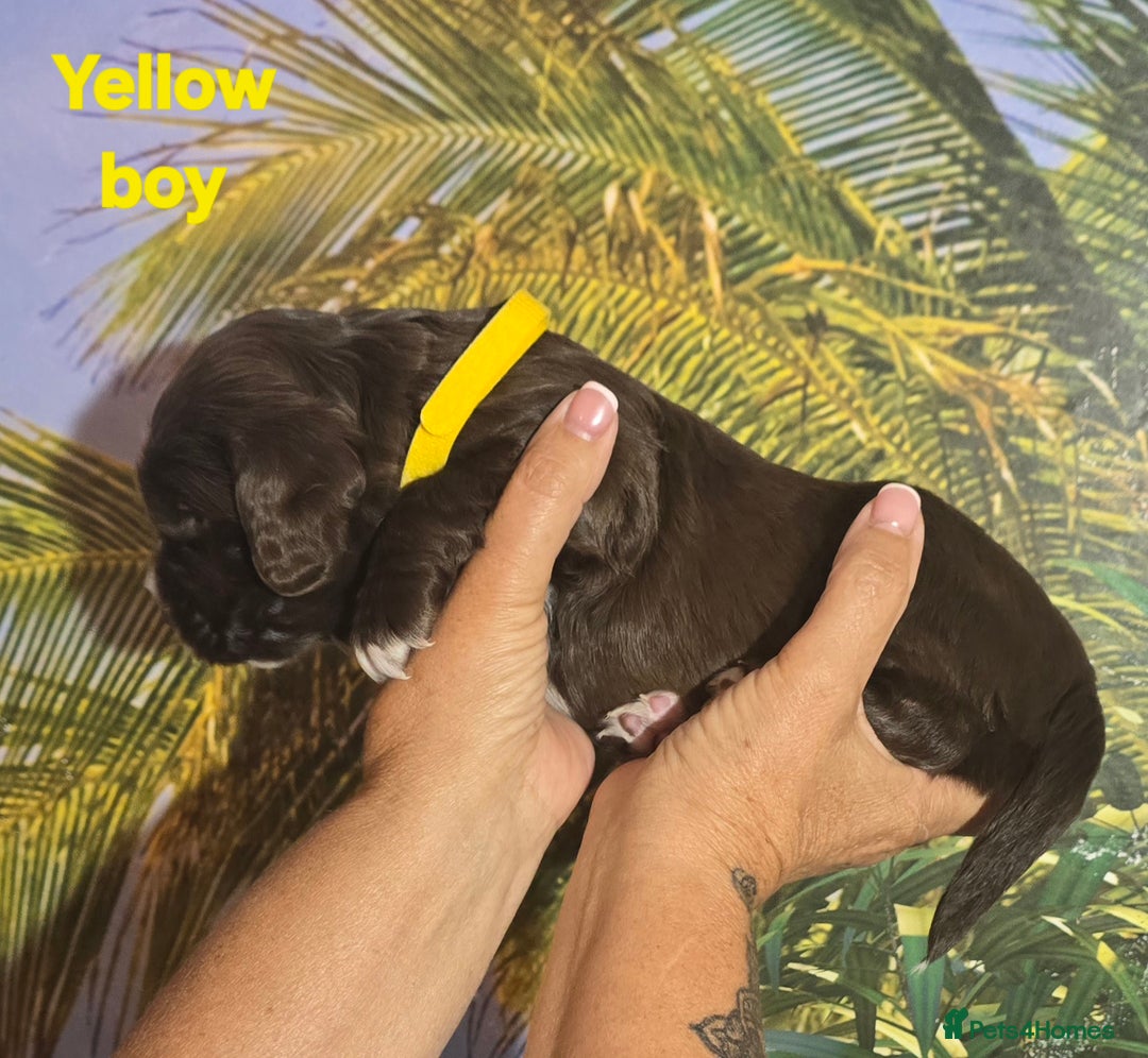 Sprocker dogs for sale: Beautiful Sproker pups for sale   - Image 16