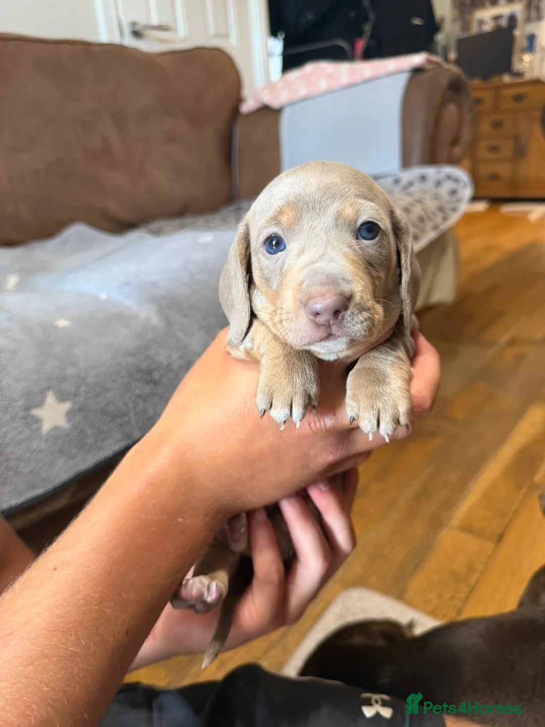 Miniature Dachshund dogs for sale: Stunning mini dach puppies - Advert 8