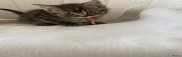 British Shorthair cats for sale: British shorthair cross ocicat kittens  - Advert 13