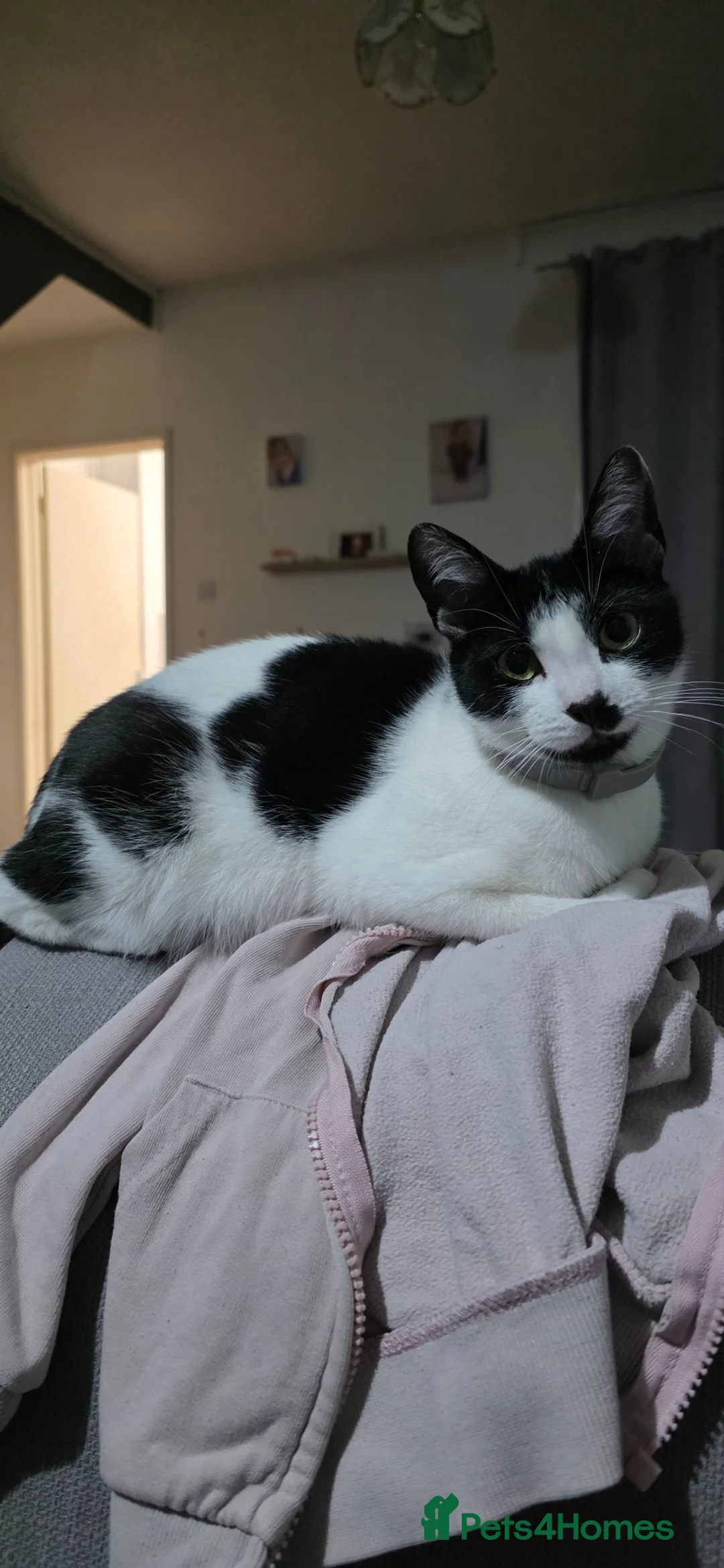 Mixed Breed cats for sale: 2 kittens - Advert 1