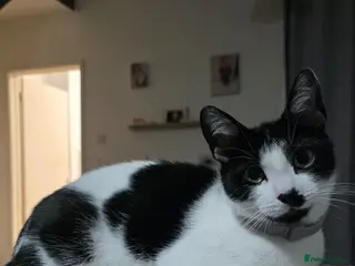 Mixed Breed cats 2 kittens - Advert 3