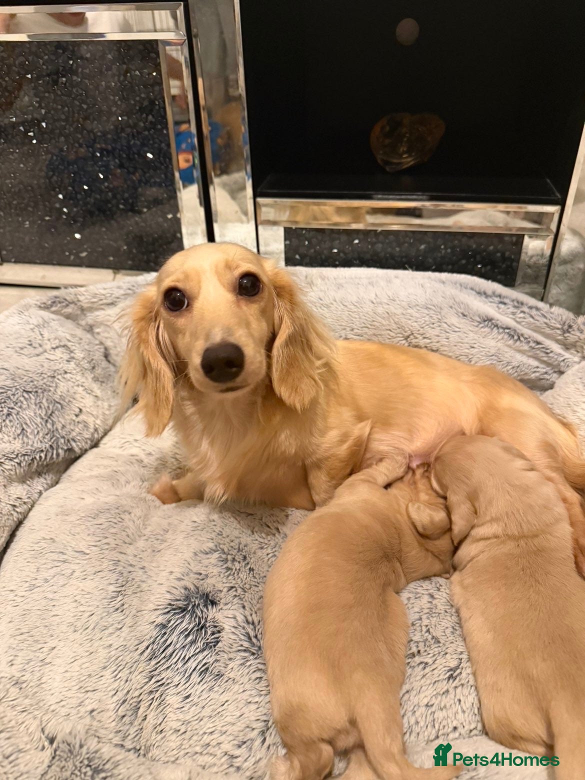 Dachshund dogs Cream long haired dachshund puppies - Advert 11