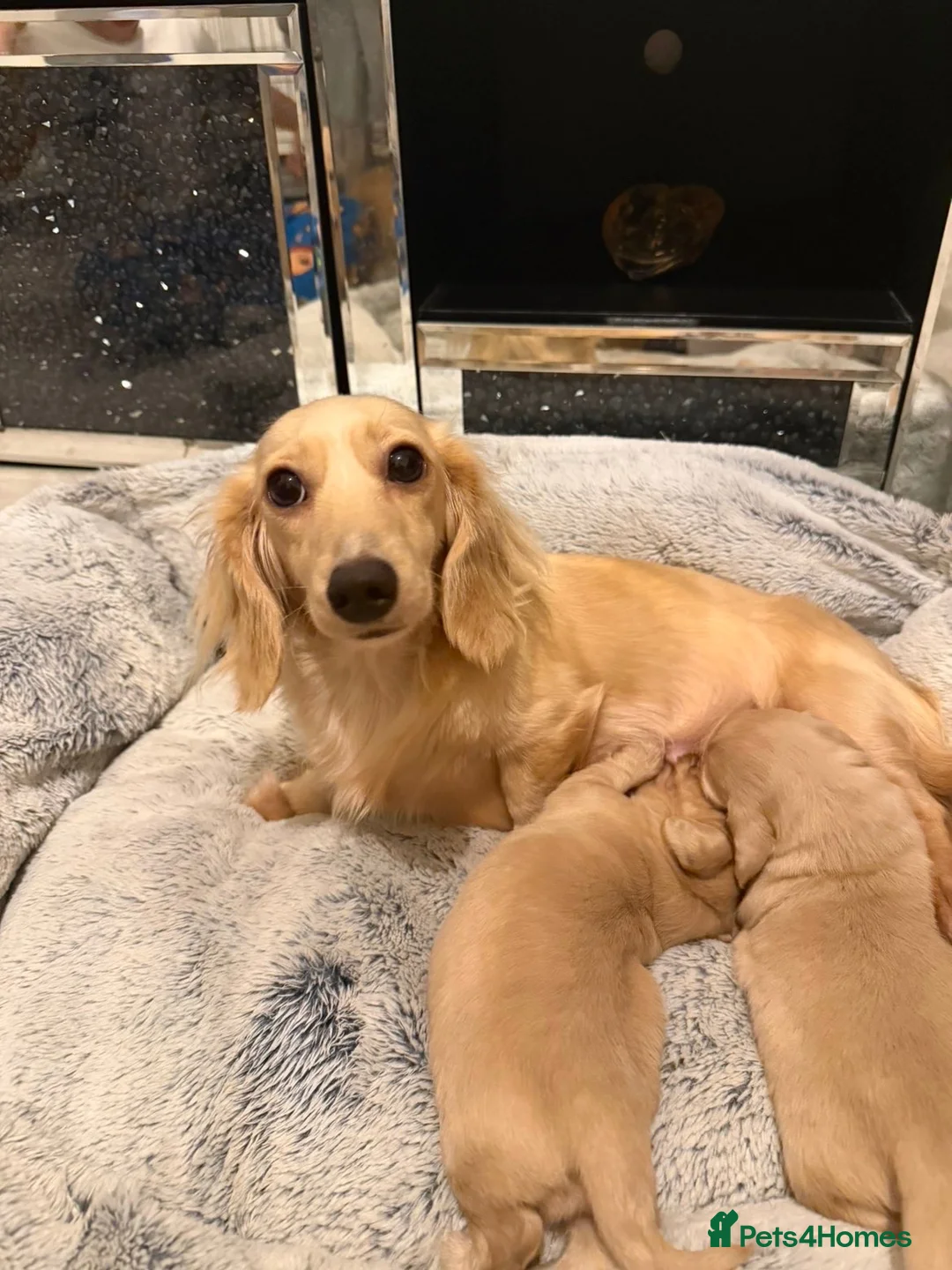 Dachshund dogs for sale: Cream long haired dachshund puppies - Advert 1