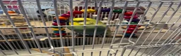 Budgerigars birds for sale: 2 Budgies Male/Female with setup - Advert 2