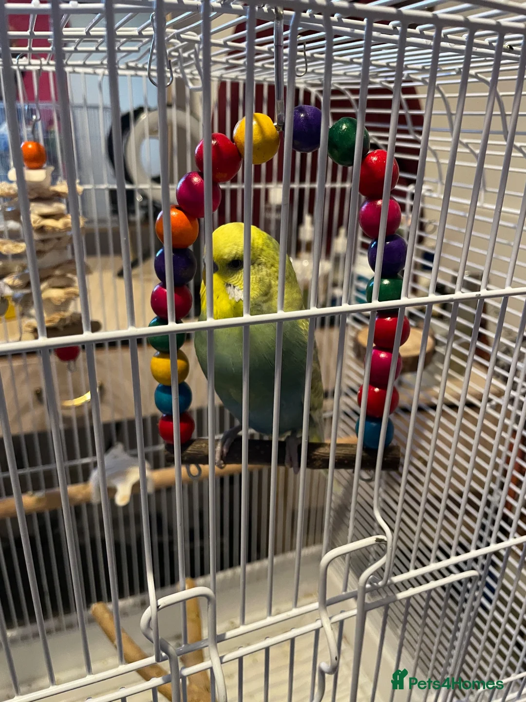 Budgerigars birds for sale: 2 Budgies Male/Female with setup - Advert 2