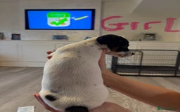 Jack Russell dogs for sale: Tri colour Jack Russell pups  - Image 8