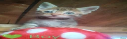 Bengal cats for sale: Bengal kittens  in Peterborough - Advert 24