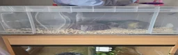 Snake reptiles for sale: Spotted Python, Hognose, 2x Corn in Greenhithe - Advert 2