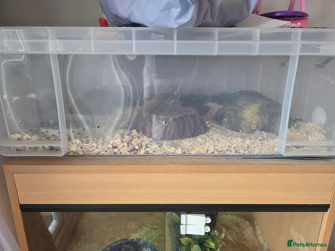 Snake reptiles for sale: Spotted Python, Hognose, 2x Corn in Greenhithe - Advert 2