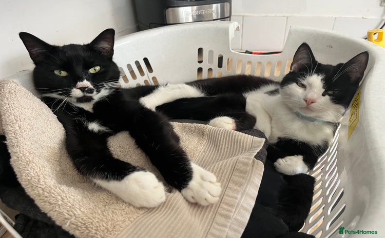 Mixed Breed cats - Advert 4