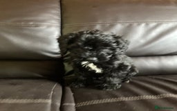 Cockapoo dogs for sale: Cockapoos  - Image 25